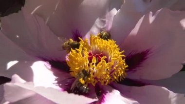 Ağaç şakayığının pembe çiçeklerindeki bal arıları bal ve polen toplar.