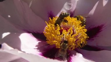 Ağaç şakayığının pembe çiçeklerindeki bal arıları bal ve polen toplar.