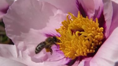 Ağaç şakayığının pembe çiçeklerindeki bal arıları bal ve polen toplar.