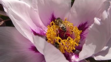 Ağaç şakayığının pembe çiçeklerindeki bal arıları bal ve polen toplar.