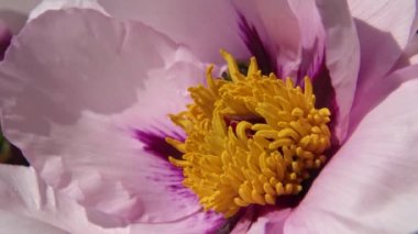 Ağaç şakayığının pembe çiçeklerindeki bal arıları bal ve polen toplar.