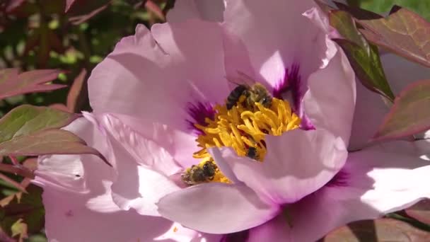 Honingbijen Roze Bloemen Van Een Boom Pioen Verzamelen Honing Stuifmeel — Stockvideo