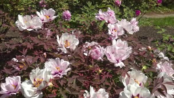 Abelhas Mel Nas Flores Cor Rosa Uma Peônia Árvore Reúnem — Vídeo de Stock