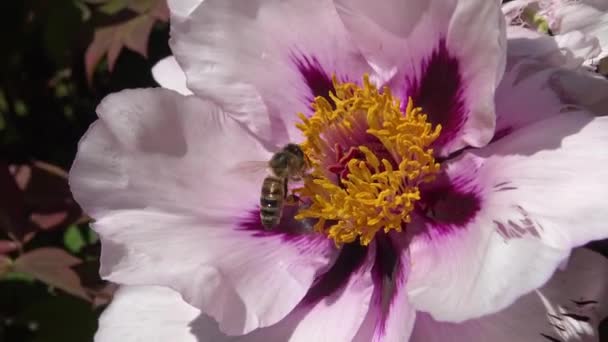 Honingbijen Roze Bloemen Van Een Boom Pioen Verzamelen Honing Stuifmeel — Stockvideo