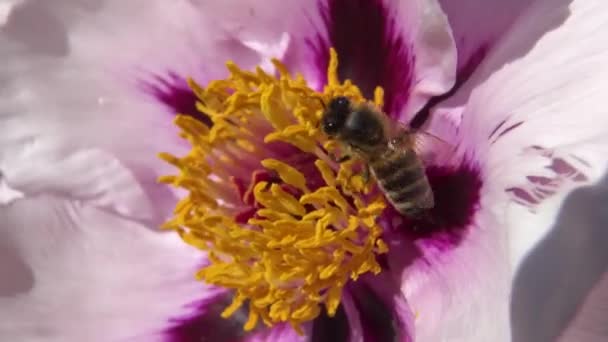 Las Abejas Melíferas Sobre Las Flores Rosadas Peonía Arbórea Recogen — Vídeo de stock