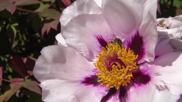 Las Abejas Melíferas Sobre Las Flores Rosadas Peonía Arbórea Recogen — Vídeo de stock