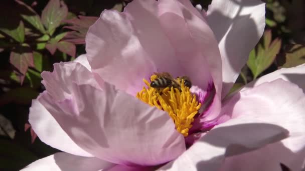 Honning Bier Lyserøde Blomster Træ Pæon Indsamle Honning Pollen – Stock-video