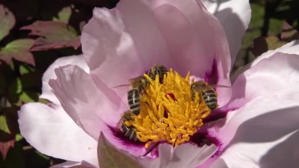 木の牡丹のピンクの花のミツバチは蜂蜜と花粉を収集します — ストック動画