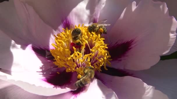 Honingbijen Roze Bloemen Van Een Boom Pioen Verzamelen Honing Stuifmeel — Stockvideo