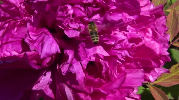 Las Abejas Melíferas Sobre Las Flores Rosadas Peonía Arbórea Recogen — Vídeos de Stock