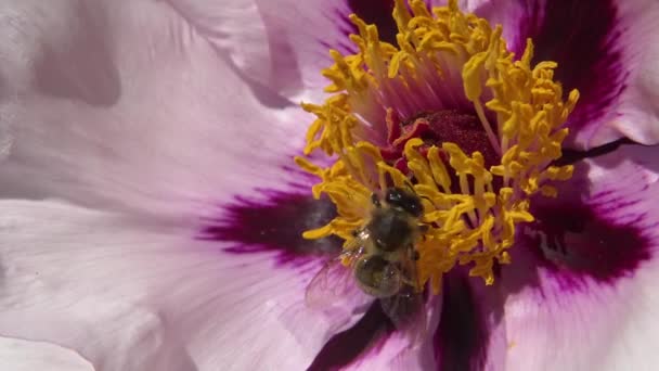 Las Abejas Melíferas Sobre Las Flores Rosadas Peonía Arbórea Recogen — Vídeos de Stock