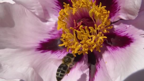 Honingbijen Roze Bloemen Van Een Boom Pioen Verzamelen Honing Stuifmeel — Stockvideo