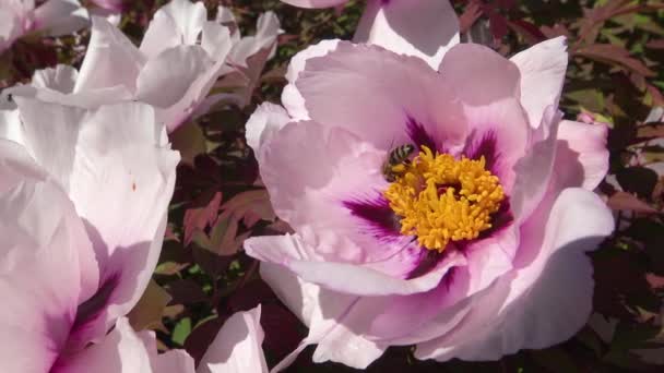 Las Abejas Melíferas Sobre Las Flores Rosadas Peonía Arbórea Recogen — Vídeo de stock