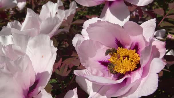 Honigbienen Auf Den Rosafarbenen Blüten Einer Baumpflanze Sammeln Honig Und — Stockvideo