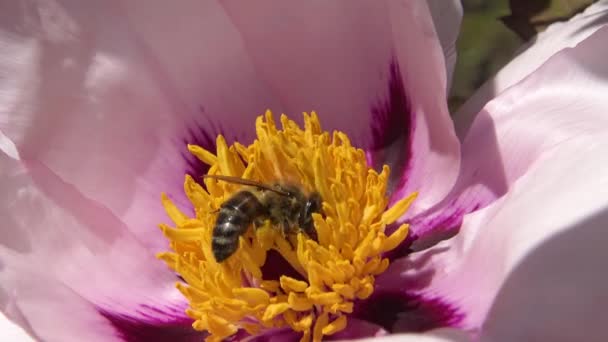 Med Včely Růžové Květy Stromu Pivoňka Sbírat Med Pyl — Stock video