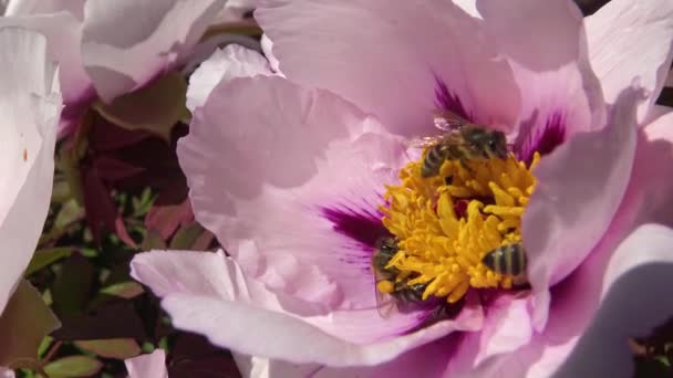 牡丹粉色花朵上的蜜蜂采集蜂蜜和花粉 — 图库视频影像