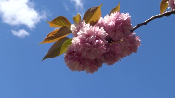 Inflorescencia Flores Sakura Japonesas Rosadas Contra Cielo Azul — Vídeo de stock