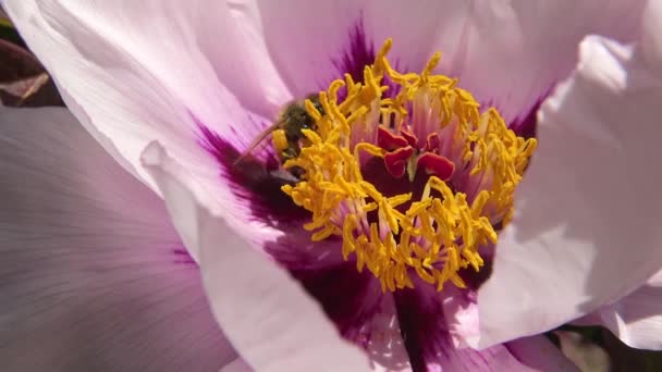 Honingbijen Roze Bloemen Van Een Boom Pioen Verzamelen Honing Stuifmeel — Stockvideo