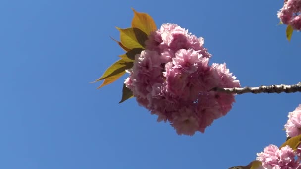 Inflrescenční Růžové Japonské Sakura Květy Proti Modré Obloze — Stock video