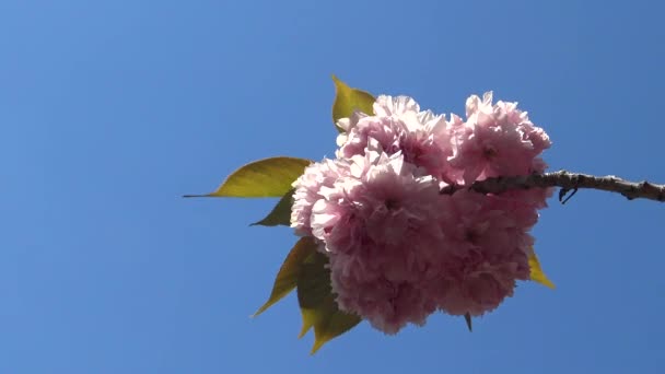 Inflrescenční Růžové Japonské Sakura Květy Proti Modré Obloze — Stock video