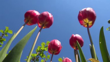 Mavi gökyüzüne karşı kırmızı laleler, aşağıdan yukarı manzara