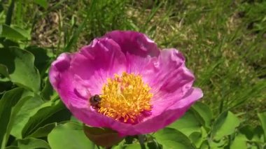 Ağaç şakayığının pembe çiçeklerindeki bal arıları bal ve polen toplar.