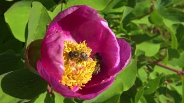 Ağaç şakayığının pembe çiçeklerindeki bal arıları bal ve polen toplar.