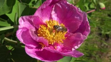 Ağaç şakayığının pembe çiçeklerindeki bal arıları bal ve polen toplar.