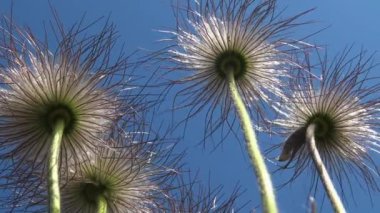 Pulsatilla patens, Ukrayna 'nın Ranunculaceae familyasından bir bitki türü.