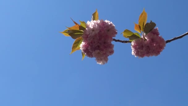 Mavi Gökyüzüne Karşı Pembe Japon Sakura Çiçeklerinin Enfeksiyonu — Stok video