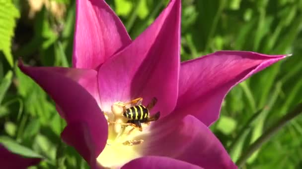 Wespen Und Rote Tulpen Mit Scharfen Scones Vor Dem Hintergrund — Stockvideo