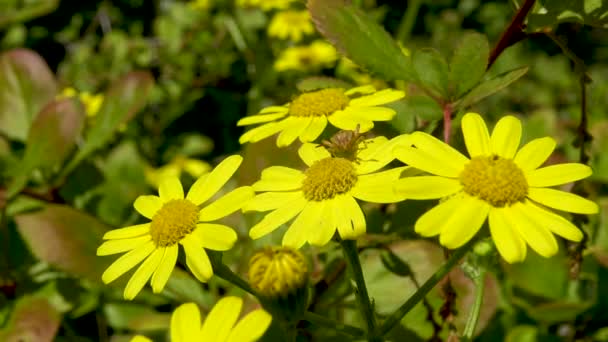 昆虫が座っている黄色のデイジー 草食性のバグ — ストック動画