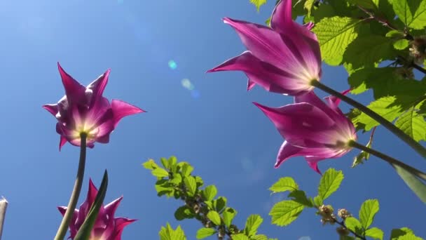 Tulipani Rossi Contro Cielo Blu Vista Dal Basso Verso Alto — Video Stock