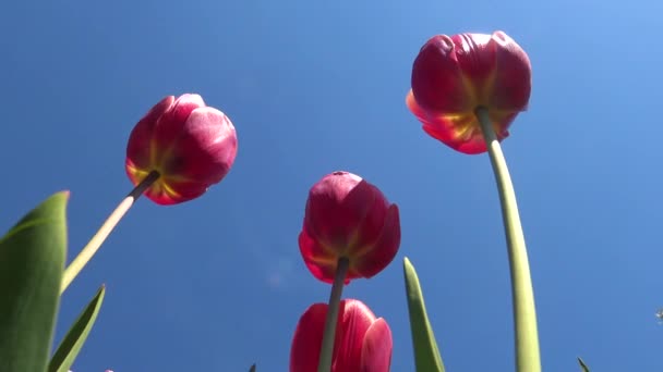 Rote Tulpen Vor Blauem Himmel Blick Von Unten Nach Oben — Stockvideo