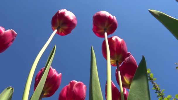 Czerwone Tulipany Tle Błękitnego Nieba Widok Dołu — Wideo stockowe