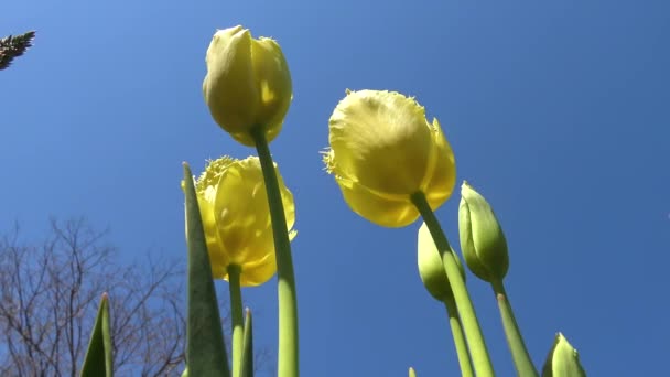 Gelbe Tulpen Vor Blauem Himmel Blick Von Unten Nach Oben — Stockvideo