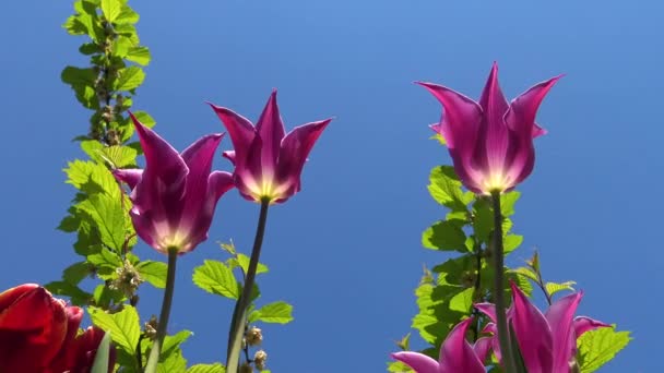 Rode Tulpen Tegen Blauwe Lucht Bottom Zicht — Stockvideo