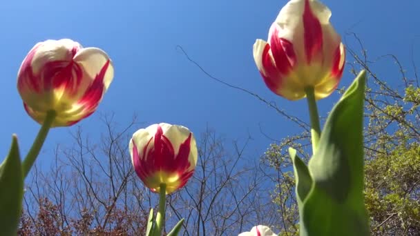 Żółte Czerwone Tulipany Tle Błękitnego Nieba Widok Dołu — Wideo stockowe