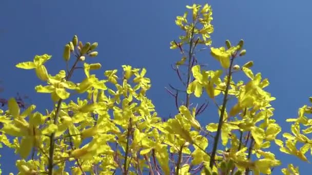 Bloeiwijze Van Gele Bloemen Tegen Een Blauwe Lucht — Stockvideo