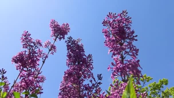 Inflorescência Flores Lilás Roxas Fundo Céu Azul — Vídeo de Stock