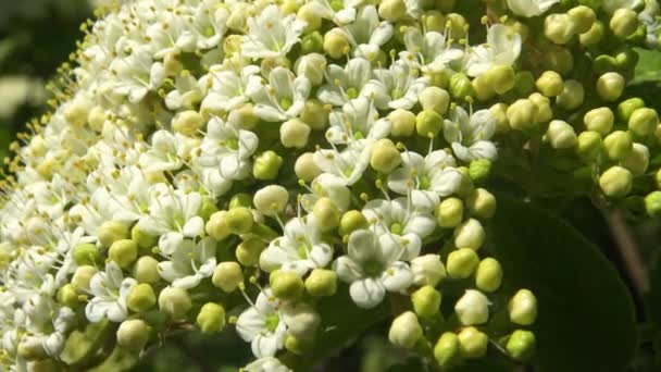 Lebah Madu Bunga Elderberry Mengumpulkan Madu Dan Serbuk Sari — Stok Video