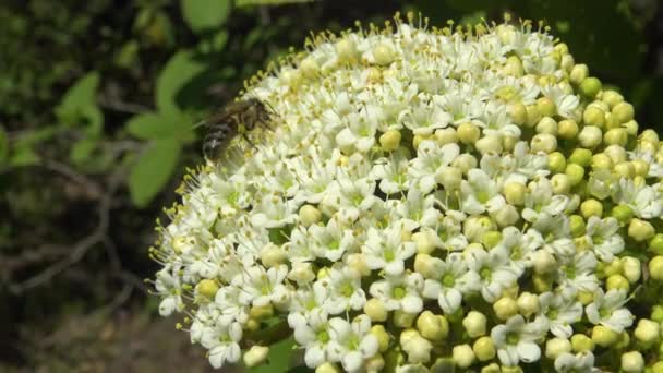 Honingbijen Vlierbessenbloemen Verzamelen Honing Stuifmeel — Stockvideo