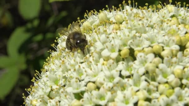 Mürver Çiçeklerindeki Bal Arıları Bal Polen Toplar — Stok video