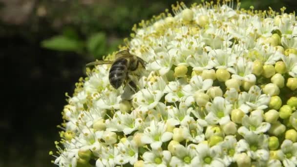 Mézelő Méhek Bodza Virágokon Gyűjtik Mézet Virágport — Stock videók