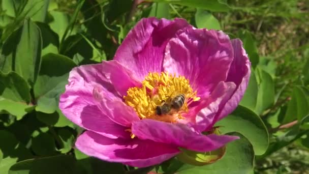 Μέλισσες Στα Ροζ Λουλούδια Της Παιώνιας Των Δέντρων Συλλέγουν Μέλι — Αρχείο Βίντεο