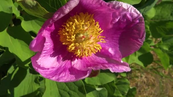 Honey Bees Pink Flowers Tree Peony Collect Honey Pollen — Stock Video