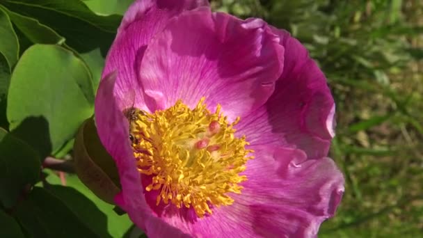 Abelhas Mel Nas Flores Cor Rosa Uma Peônia Árvore Reúnem — Vídeo de Stock