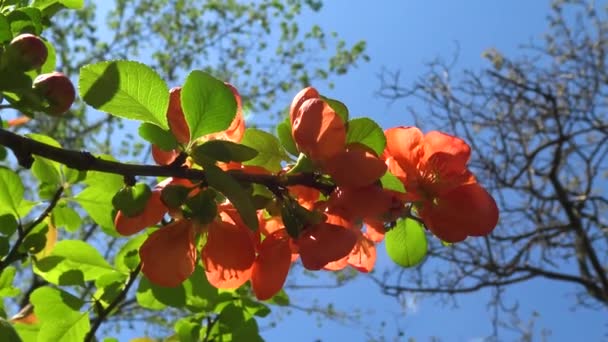 青空を背景に花の花序 — ストック動画