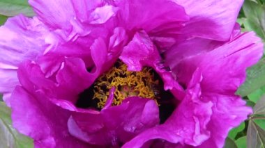 Ağaç şakayığının pembe çiçeklerindeki bal arıları bal ve polen toplar.