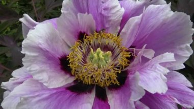 İçi, bir ağaç şakayığı çiçeği kabuğu ve mantarı.